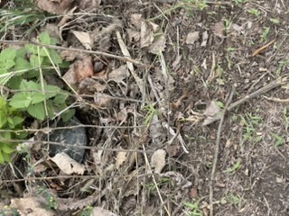 Turtle hidden in the grass — spot him if you can
