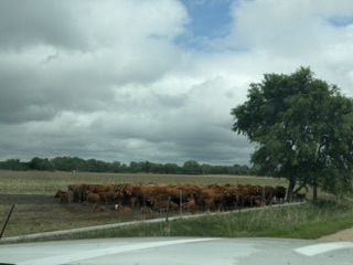 Cattle huddled near the trees, calves on the outside