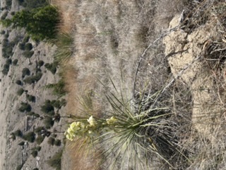 Soapweed Yucca in bloom