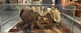 Bull boat construction detail