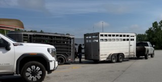 Two trailers in a parking lot — the donkey transfer in progress