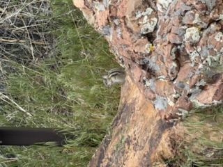 A fearless ground squirrel on his rock