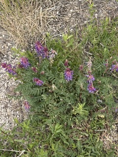 Astragalus bisulcatus — two-grooved milk vetch