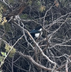 Black-billed magpie