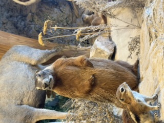 Ram Ram and other mounted animals