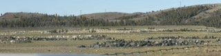 Large boulders lined up like walls in a field