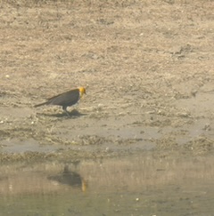 Yellow-headed Blackbird on the beach at Chesterfield Reservoir