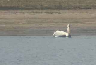 American White Pelicans at Chesterfield Reservoir