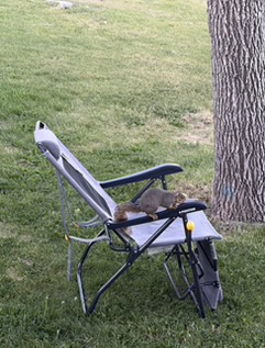 Wildlife sitting on a camp chair in Glenns Ferry