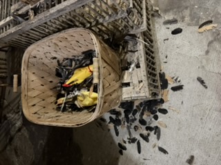 Chicken and feather business display in Pendleton
