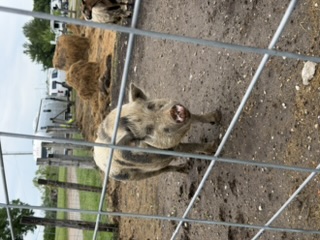 Pig in the campground animal pen